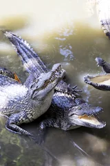 Papier Peint photo Crocodile Siamese crocodiles Mekong delta in Vietnam