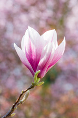 Magnolia Blossom