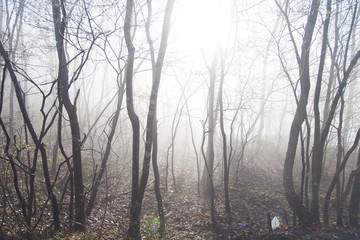 Fototapeta premium Fog in the wood