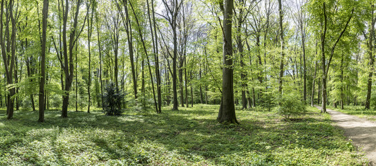 forest in the park of wilhelmsbad
