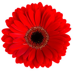 Colored gerbera macro isolated on white