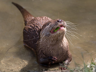 Otter