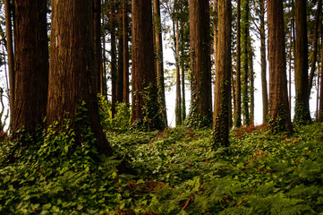 Mysterious forest with old trees in a natural park