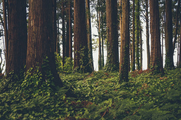 Mysterious forest with old trees in a natural park. Sintra - Portugal