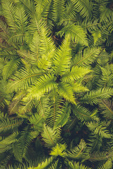 green and clean plant leaves background