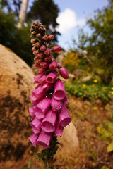 Vivid wild purple Foxglove flower in a forest