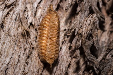 Praying Mantis eggs ootheca, Cape Town, South Africa