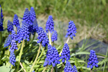 Grape hyacinths in sunlight