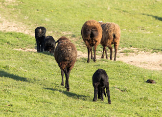 Sheep in the pasture in the open air