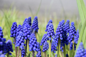 Grape hyacinths in sunlight
