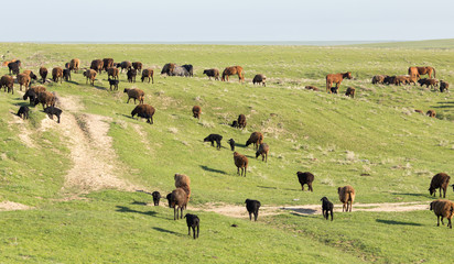 Sheep in the pasture in the open air