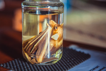 Embryo bat in glass jar with formaldehyde