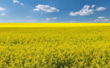 Fototapeta premium Colza field with fantastic spring sky