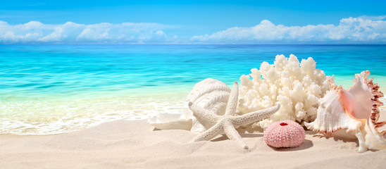 Seashells on sand beach