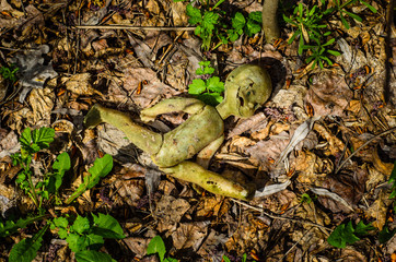 Old broken doll in forest
