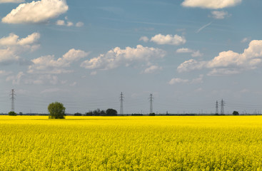 Beautiful yellow flowering rapeseed field with the spring blue sky. Country agricultural landscape on a sunny spring day. Environment friendly farming and industrial agriculture concept.