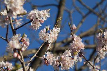 Fototapeta premium Tree in bloom