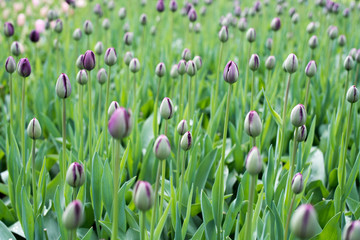 Beautiful flowers in Holland