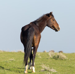 Fototapeta premium Horses in pasture on nature