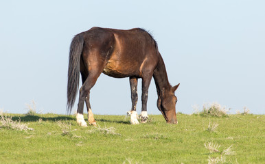 Obraz premium Horses in pasture on nature