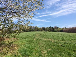Frühling an Wiese am Waldrand