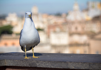 Seagull