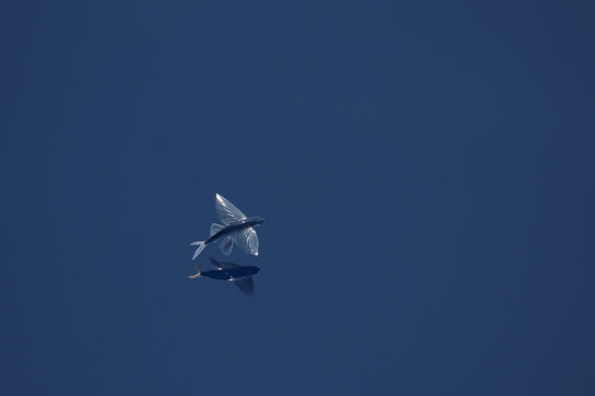 Poisson volant