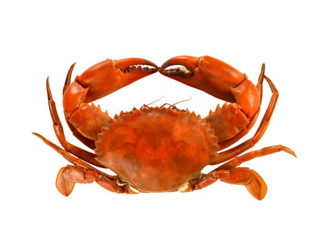 Steamed Crab Isolated on white background