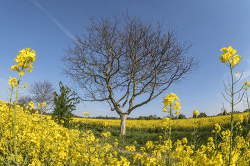 Rapsfeld mit Baum