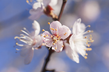 Fototapeta na wymiar Tree in bloom