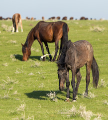 Naklejka na ściany i meble Horses in pasture on nature