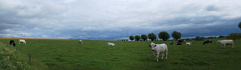 Troupeau de vaches dans une prairie