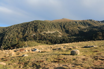 Prairie dans les Pyrénées audoises, Occitanie dans le sud de la France