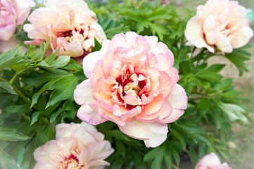 Bush with many beautiful creamy colored peony flowers. Callie's memory.
