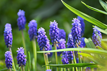 Beautiful flowers colorful with a nice background