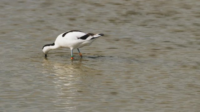 Pied Avocet (Recurvirostra avosetta) feeding or foraging in the shallows