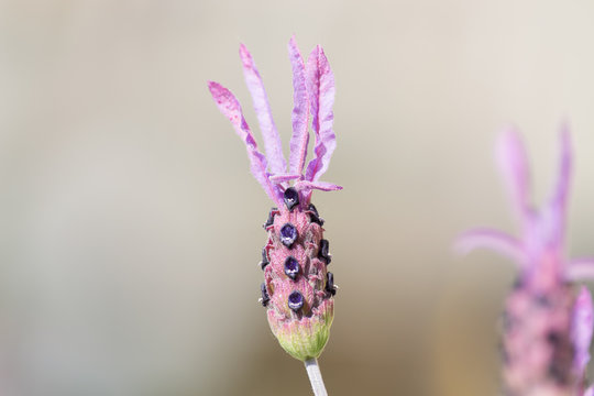 Stoechas Regal Splendour lavender