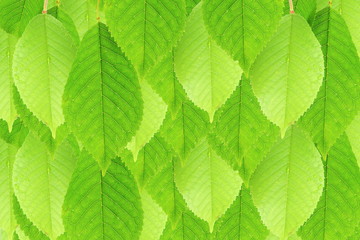 green cherry tree leaves texture background