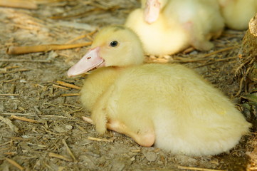 Duckling resting on the ground