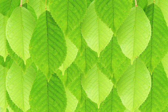 green cherry tree leaves texture background