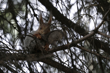Squirrel in the natural habitat. The squirrel quickly climbs trees, finds food and eats it. Sunny spring day in the forest.