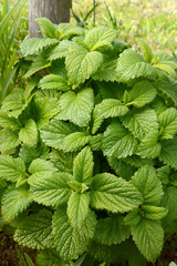 Lemon balm plant
