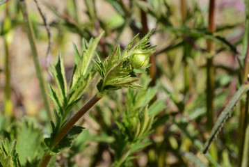 Unopened flower bud of geum plant