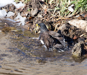 bird bathing in a puddle