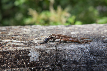 Ящерица и ее добыча.