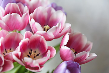 tulpen