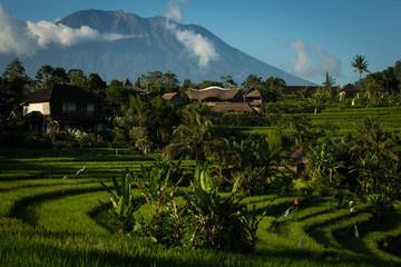 Rizières de Bali