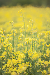 Obraz premium Rapeseed flowers in fields; 
