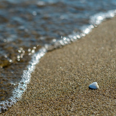 Shell