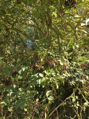 baum pflanzen natur holunder grün green violet beeren sommer ernte früchte essen wein marmelade 